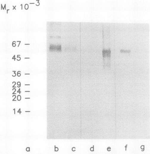 https://cdn.ncbi.nlm.nih.gov/pmc/blobs/b8c4/1077569/df5c4b35ade5/plntphys00815-0236-a.jpg