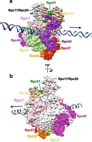 https://cdn.ncbi.nlm.nih.gov/pmc/blobs/b8c7/5911963/13b27cb2bd99/13100_2018_119_Fig2_HTML.jpg