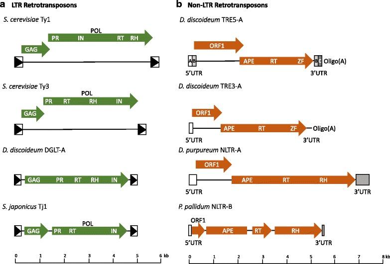 https://cdn.ncbi.nlm.nih.gov/pmc/blobs/b8c7/5911963/bd117c863e44/13100_2018_119_Fig1_HTML.jpg