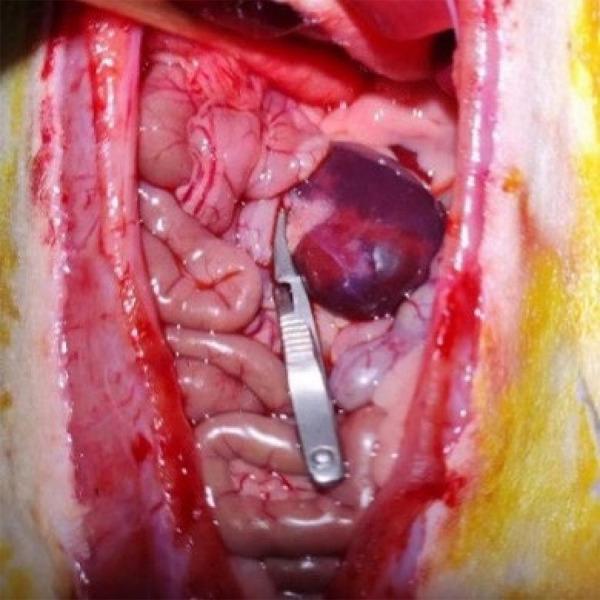 https://cdn.ncbi.nlm.nih.gov/pmc/blobs/b8d2/10691188/7d030efa3b59/1678-2674-acb-38-e387323-gf01.jpg
