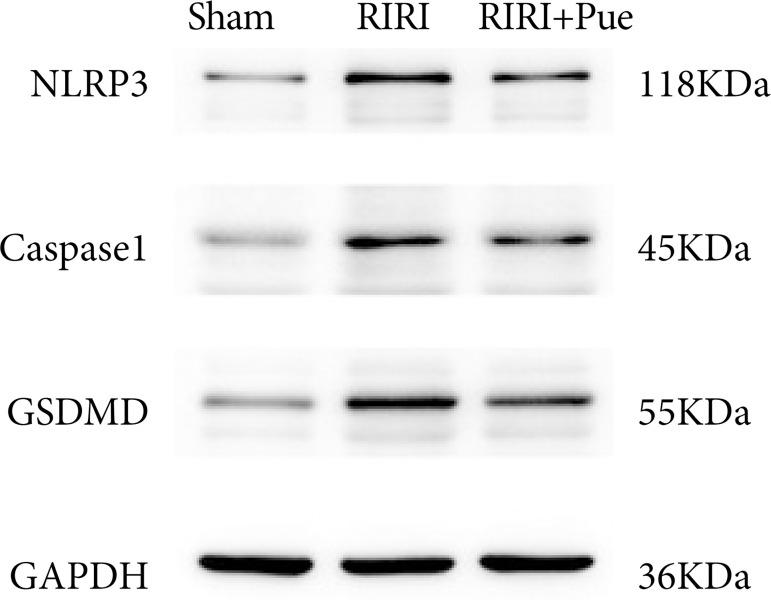 https://cdn.ncbi.nlm.nih.gov/pmc/blobs/b8d2/10691188/82c01f0e1b59/1678-2674-acb-38-e387323-gf16.jpg