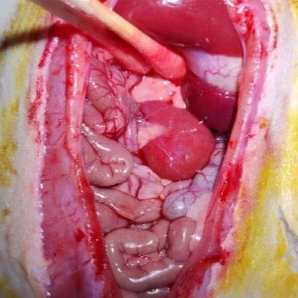https://cdn.ncbi.nlm.nih.gov/pmc/blobs/b8d2/10691188/b59d2dc68c09/1678-2674-acb-38-e387323-gf02.jpg