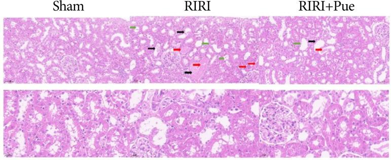 https://cdn.ncbi.nlm.nih.gov/pmc/blobs/b8d2/10691188/c5c8f467d1af/1678-2674-acb-38-e387323-gf07.jpg