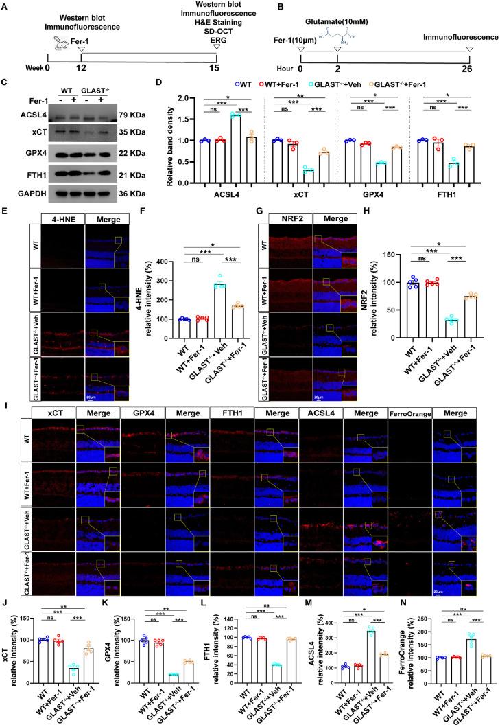 https://cdn.ncbi.nlm.nih.gov/pmc/blobs/b8d8/12110597/aea3bd9e2eb2/iovs-66-5-26-f006.jpg