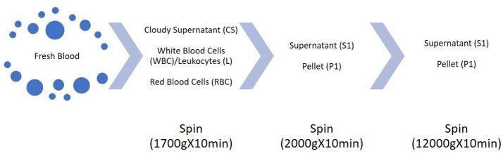 https://cdn.ncbi.nlm.nih.gov/pmc/blobs/b8dc/5614923/80d059101784/fcell-05-00086-g0003.jpg