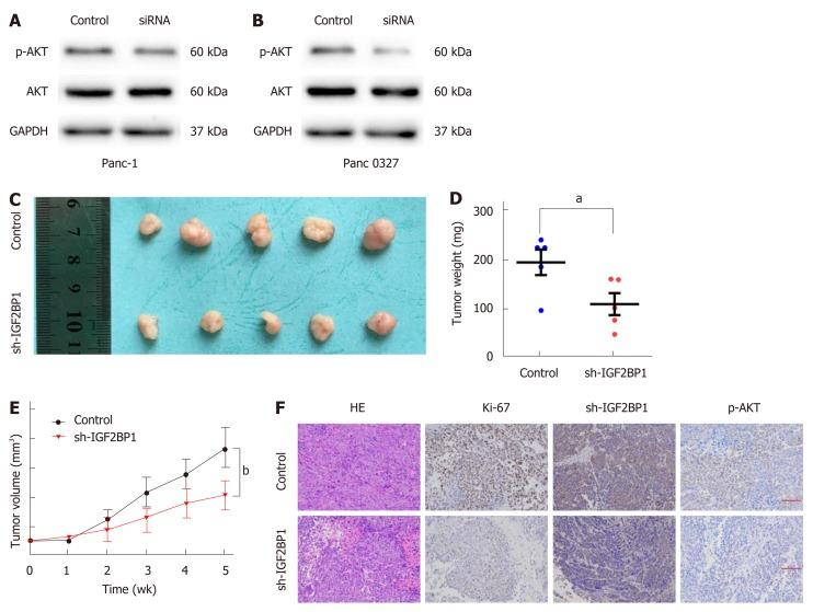 https://cdn.ncbi.nlm.nih.gov/pmc/blobs/b8dd/6824281/beb831f38c22/WJG-25-6063-g004.jpg