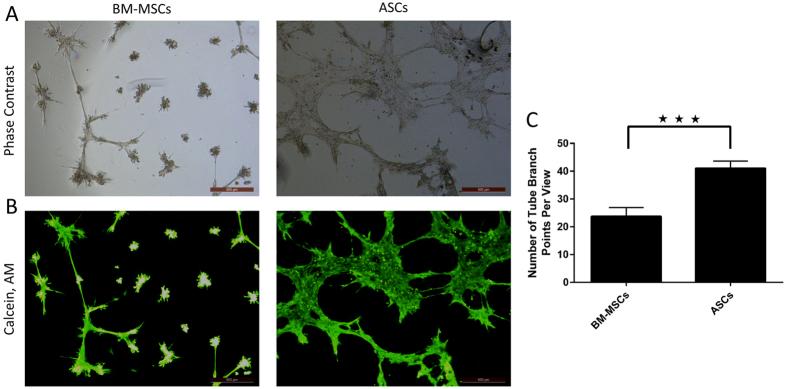 https://cdn.ncbi.nlm.nih.gov/pmc/blobs/b8de/5121630/3126bb173e26/srep37801-f4.jpg