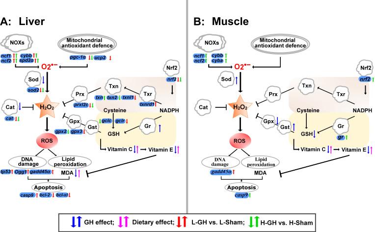 https://cdn.ncbi.nlm.nih.gov/pmc/blobs/b8de/9495322/6aa2b9893522/antioxidants-11-01708-g009.jpg
