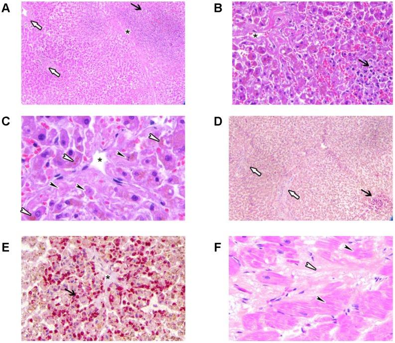 https://cdn.ncbi.nlm.nih.gov/pmc/blobs/b8df/3544906/07ccabe29c20/pone.0053745.g003.jpg