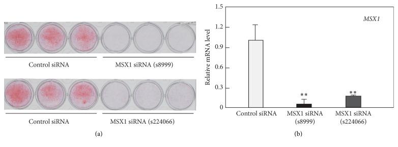 https://cdn.ncbi.nlm.nih.gov/pmc/blobs/b8df/5018324/9118c45c9ba0/SCI2016-8035759.002.jpg