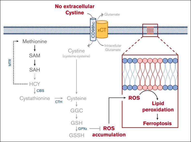 https://cdn.ncbi.nlm.nih.gov/pmc/blobs/b8e0/10784682/cfeeda9d6ced/BLOODA_ADV-2023-010786-ga1.jpg