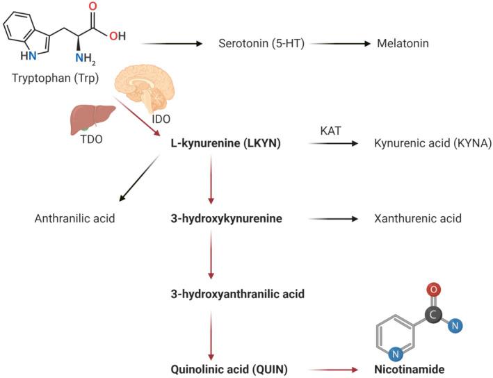 https://cdn.ncbi.nlm.nih.gov/pmc/blobs/b8e0/7937944/ca927374ec28/PRP2-9-e00741-g004.jpg