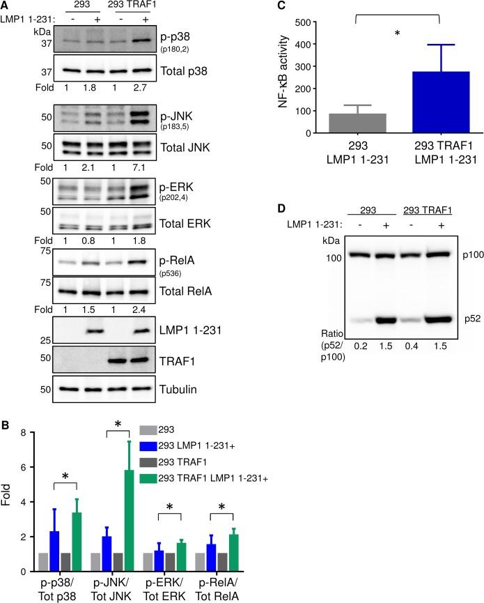 https://cdn.ncbi.nlm.nih.gov/pmc/blobs/b8e3/4440769/52c91b5883b2/ppat.1004890.g001.jpg