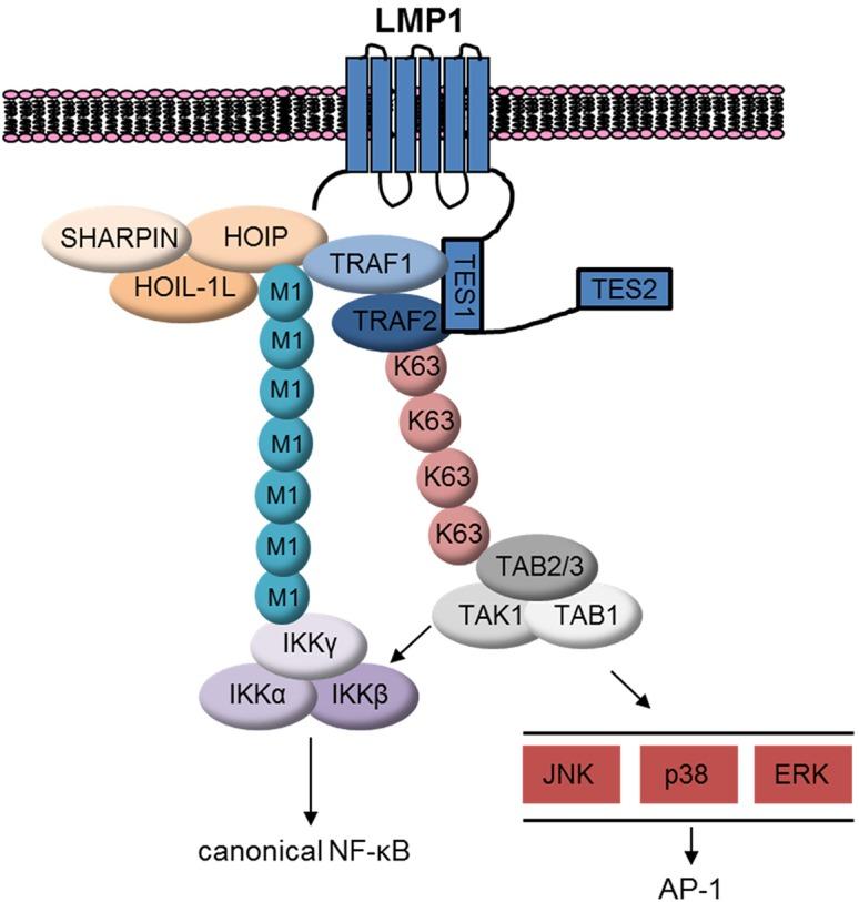 https://cdn.ncbi.nlm.nih.gov/pmc/blobs/b8e3/4440769/632c6bd1e0ce/ppat.1004890.g011.jpg