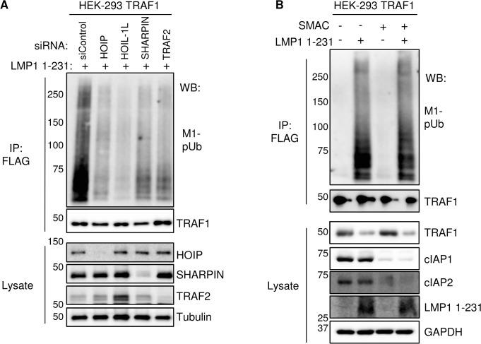 https://cdn.ncbi.nlm.nih.gov/pmc/blobs/b8e3/4440769/9ad0d418da16/ppat.1004890.g006.jpg