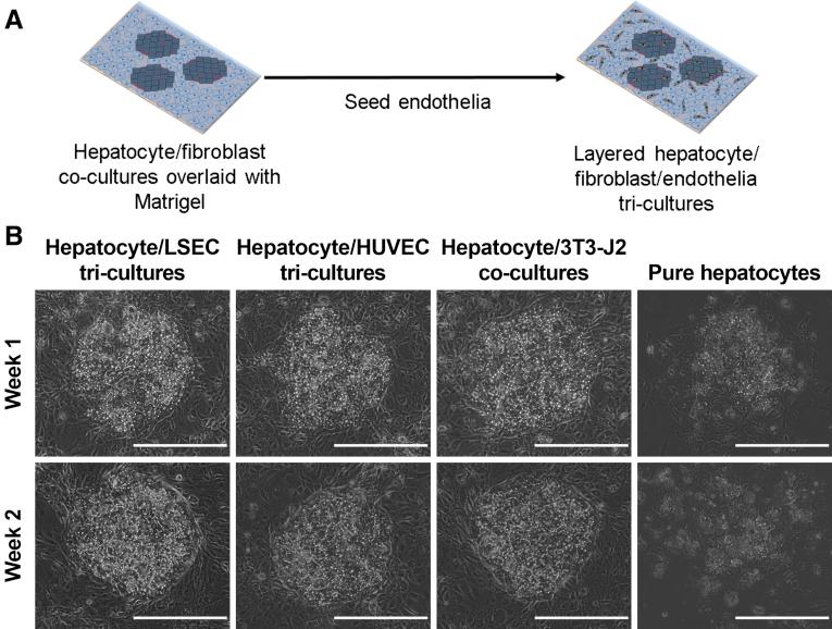 https://cdn.ncbi.nlm.nih.gov/pmc/blobs/b8f2/5782488/85f28c49059f/gr13.jpg