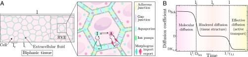 https://cdn.ncbi.nlm.nih.gov/pmc/blobs/b8f3/6431232/03250b830ec5/pnas.1813255116fig01.jpg