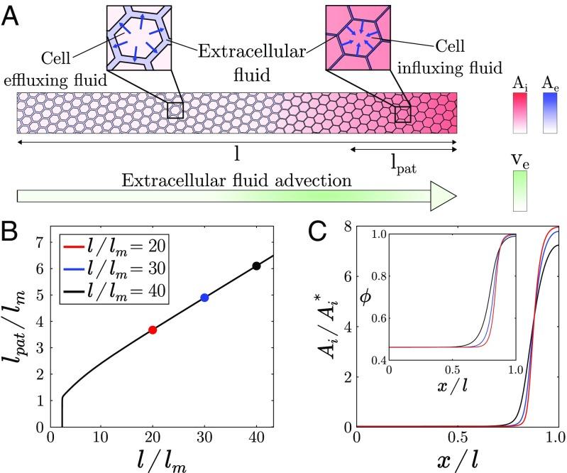 https://cdn.ncbi.nlm.nih.gov/pmc/blobs/b8f3/6431232/e9a984426479/pnas.1813255116fig03.jpg