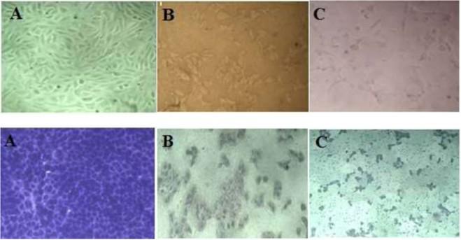 https://cdn.ncbi.nlm.nih.gov/pmc/blobs/b8f3/6736842/28c19f0b89f2/41598_2019_49444_Fig11_HTML.jpg