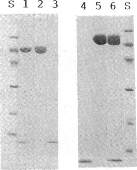 https://cdn.ncbi.nlm.nih.gov/pmc/blobs/b8f7/204608/d9d6cc2a064c/jbacter00052-0131-a.jpg