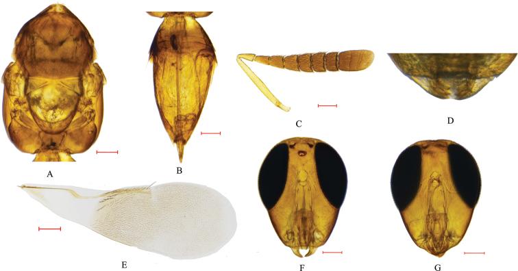 https://cdn.ncbi.nlm.nih.gov/pmc/blobs/b8fa/7557334/4433fb5ae866/zookeys-974-023-g001.jpg