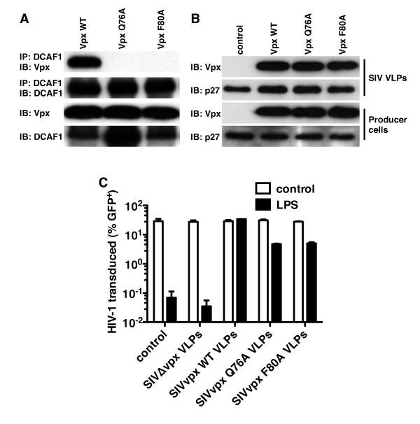 https://cdn.ncbi.nlm.nih.gov/pmc/blobs/b8fb/3130655/f124380fd7ba/1742-4690-8-49-5.jpg