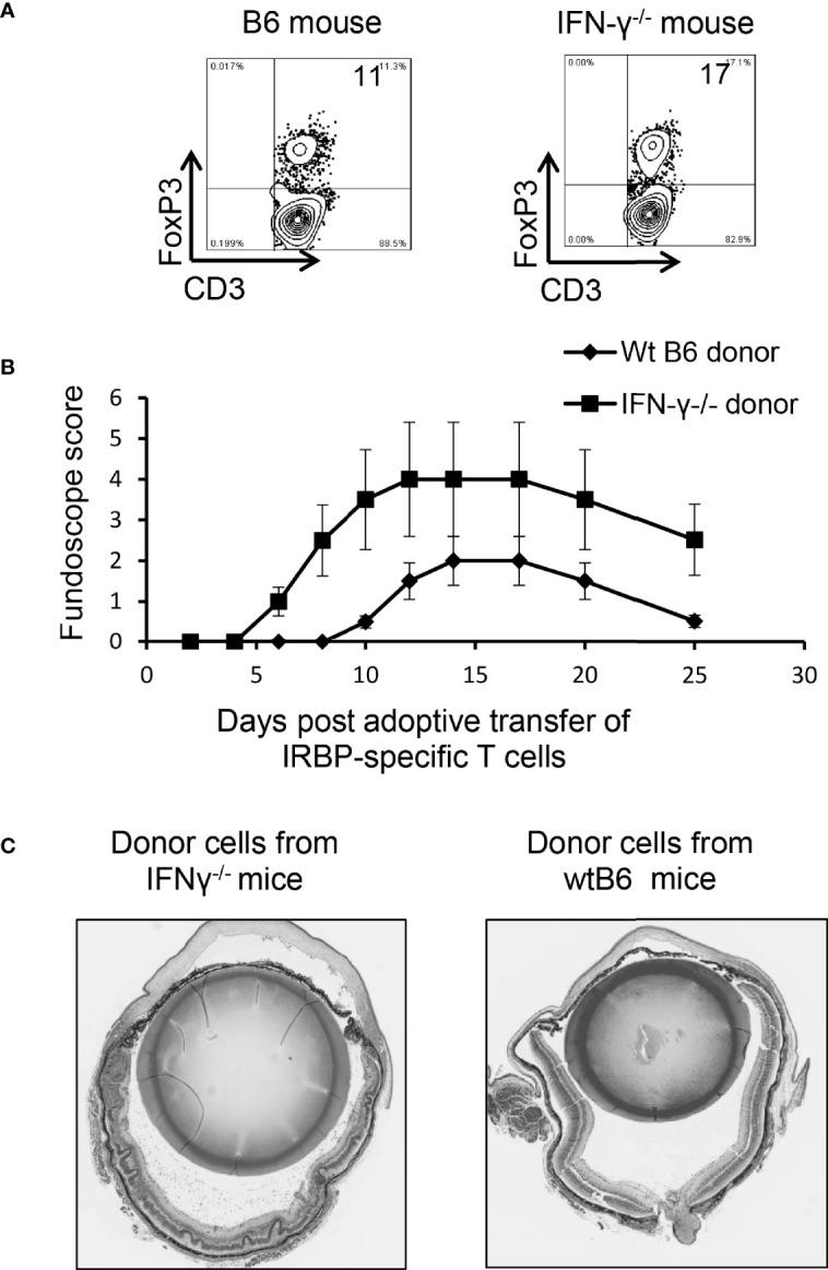 https://cdn.ncbi.nlm.nih.gov/pmc/blobs/b8fe/11194726/e74067d24cd7/fopht-02-831084-g007.jpg