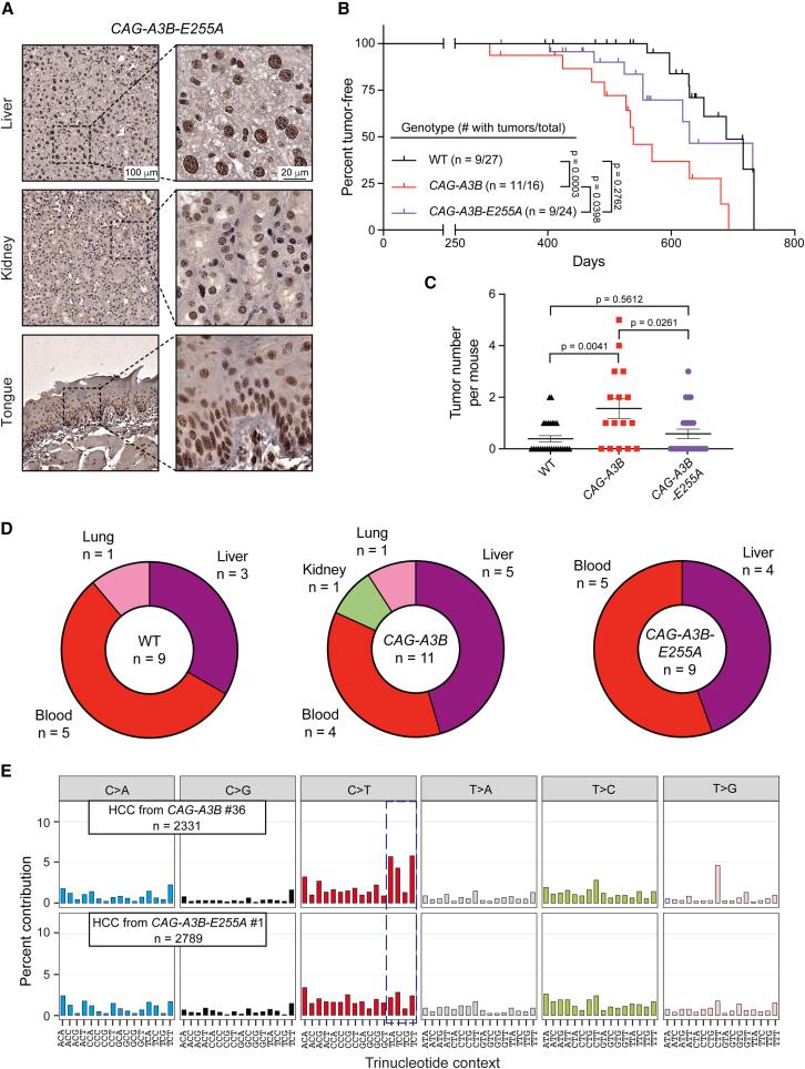https://cdn.ncbi.nlm.nih.gov/pmc/blobs/b901/10591044/3f323ede58d0/gr6.jpg