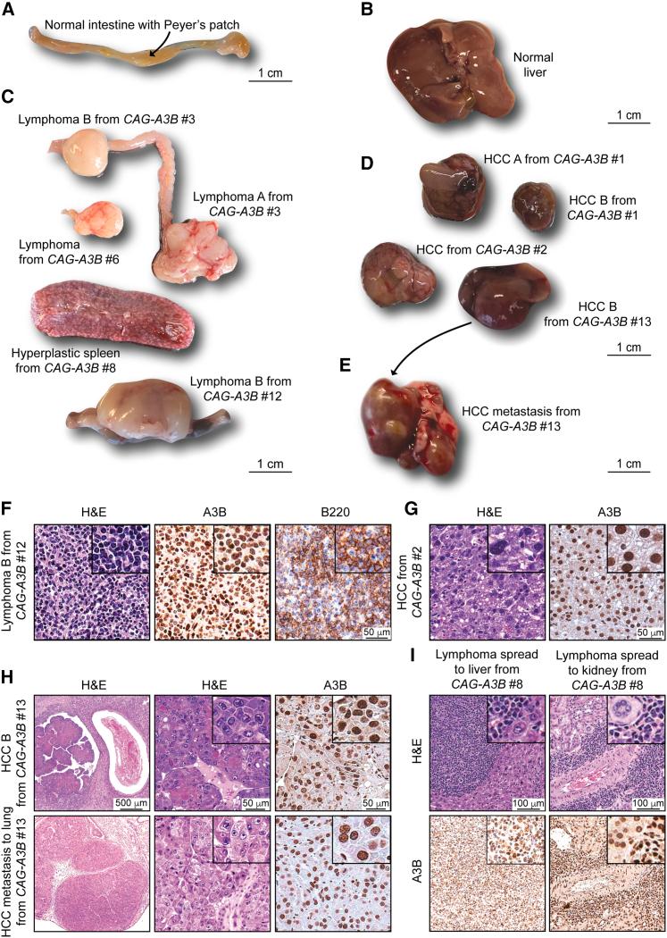 https://cdn.ncbi.nlm.nih.gov/pmc/blobs/b901/10591044/83b4c1770622/gr4.jpg