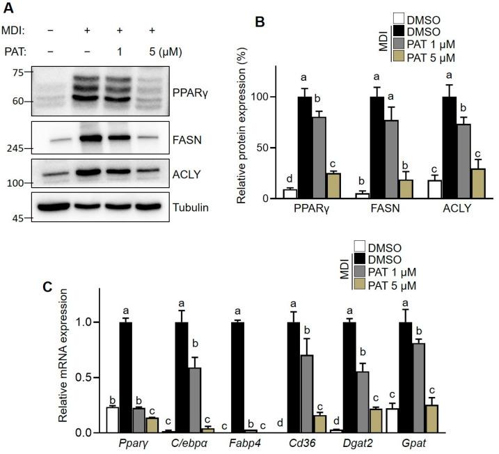 https://cdn.ncbi.nlm.nih.gov/pmc/blobs/b902/10526082/0dd8b32cc4b0/antioxidants-12-01750-g004.jpg