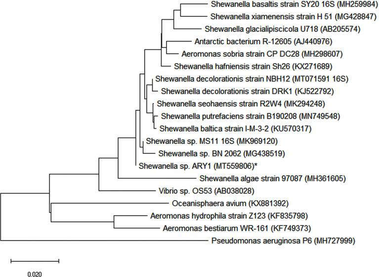 https://cdn.ncbi.nlm.nih.gov/pmc/blobs/b903/7604554/8ace857bb772/IJN-15-8295-g0001.jpg