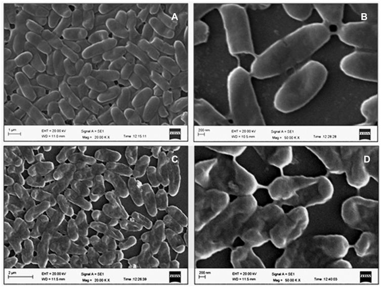 https://cdn.ncbi.nlm.nih.gov/pmc/blobs/b903/7604554/c63c48fc1ce2/IJN-15-8295-g0009.jpg