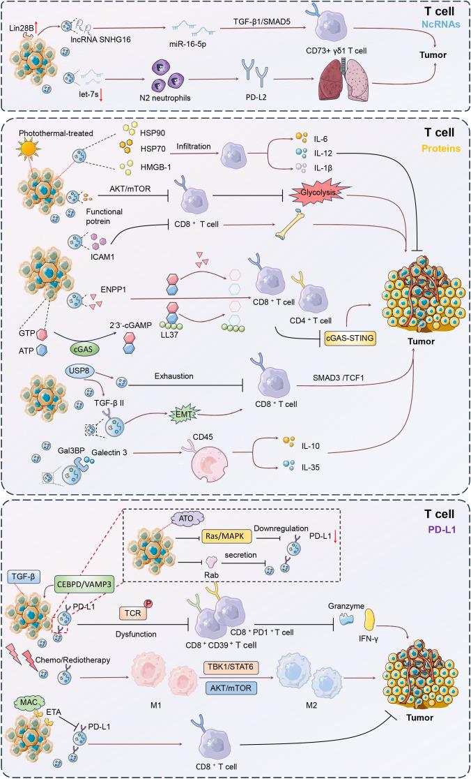 https://cdn.ncbi.nlm.nih.gov/pmc/blobs/b906/11914124/1232be562f6e/fimmu-16-1548535-g004.jpg