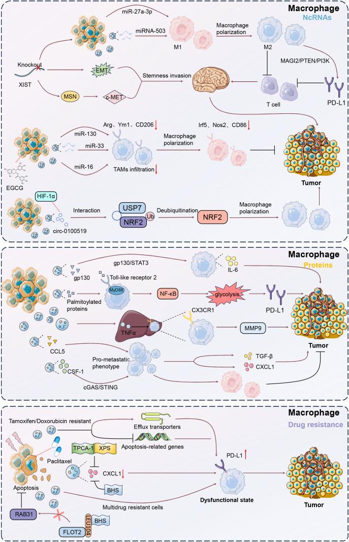 https://cdn.ncbi.nlm.nih.gov/pmc/blobs/b906/11914124/1485852ecb10/fimmu-16-1548535-g003.jpg