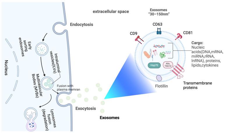https://cdn.ncbi.nlm.nih.gov/pmc/blobs/b908/11941715/90db9f553f0b/cells-14-00409-g001.jpg