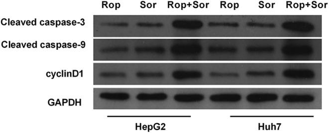 https://cdn.ncbi.nlm.nih.gov/pmc/blobs/b90a/11462969/6db4200e46d8/CAS-115-2923-g002.jpg