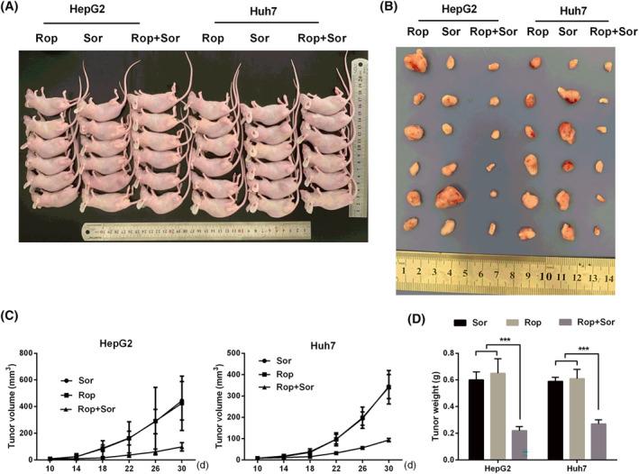 https://cdn.ncbi.nlm.nih.gov/pmc/blobs/b90a/11462969/b17b7d9bff49/CAS-115-2923-g007.jpg