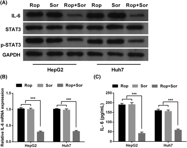 https://cdn.ncbi.nlm.nih.gov/pmc/blobs/b90a/11462969/fe3cec3b552d/CAS-115-2923-g004.jpg