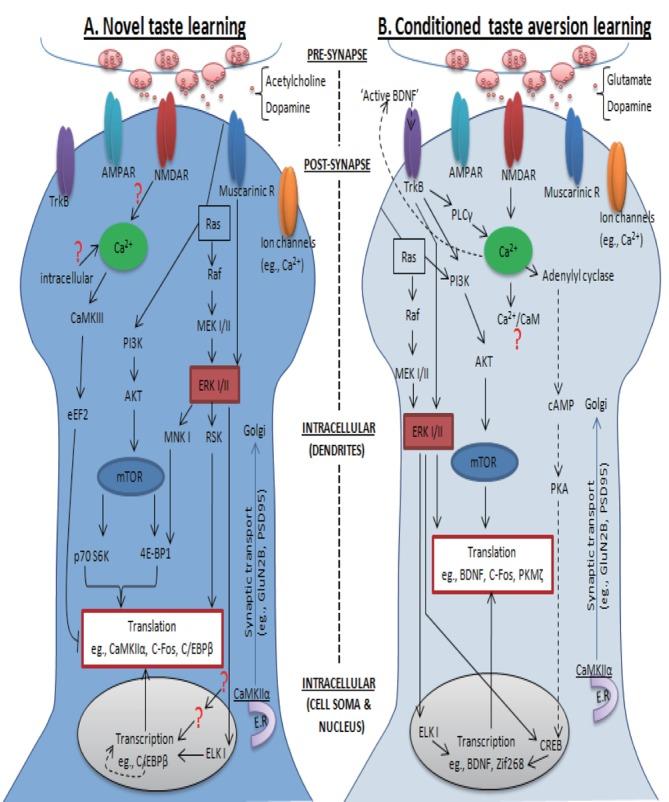 https://cdn.ncbi.nlm.nih.gov/pmc/blobs/b90c/3381211/b69f7647139d/en-21-37-g001.jpg