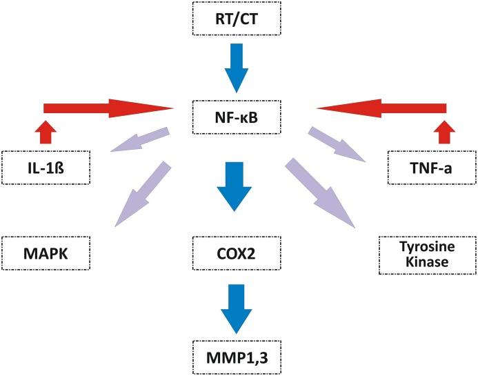 https://cdn.ncbi.nlm.nih.gov/pmc/blobs/b90e/5439125/63418a0ef1ab/fonc-07-00089-g003.jpg