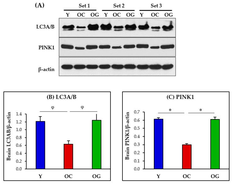https://cdn.ncbi.nlm.nih.gov/pmc/blobs/b910/10215265/19cae4be9f75/antioxidants-12-01042-g008.jpg