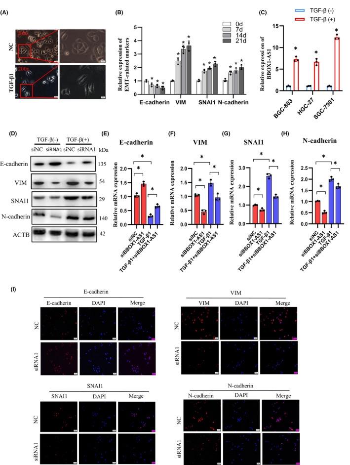 https://cdn.ncbi.nlm.nih.gov/pmc/blobs/b912/11611761/5c70adf2587c/CAS-115-3875-g003.jpg