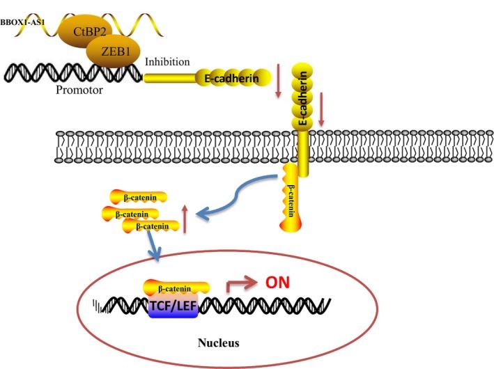 https://cdn.ncbi.nlm.nih.gov/pmc/blobs/b912/11611761/732013e5249e/CAS-115-3875-g002.jpg