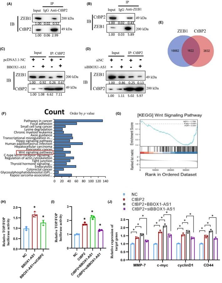 https://cdn.ncbi.nlm.nih.gov/pmc/blobs/b912/11611761/9faef11aa64b/CAS-115-3875-g006.jpg