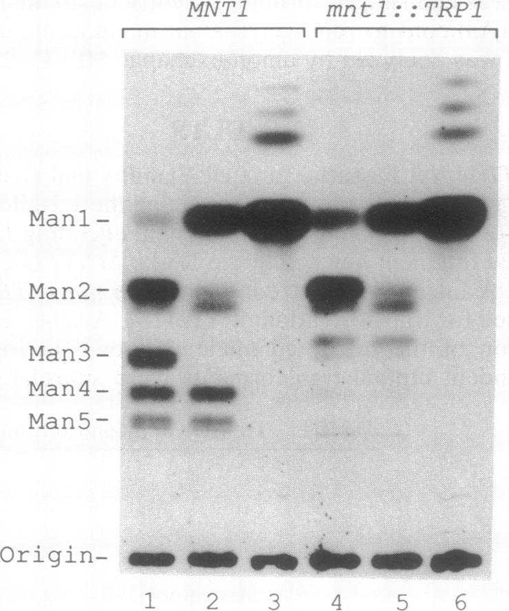 https://cdn.ncbi.nlm.nih.gov/pmc/blobs/b912/49601/602842ec6449/pnas01089-0195-b.jpg