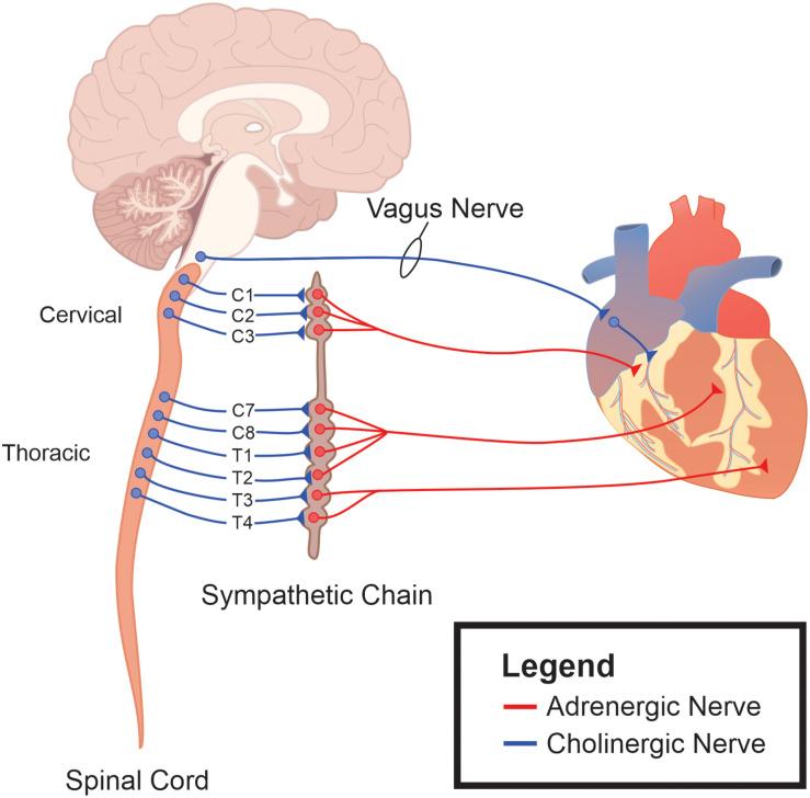 https://cdn.ncbi.nlm.nih.gov/pmc/blobs/b91d/7991741/1a9699acff95/fphys-12-624595-g001.jpg