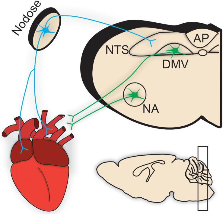 https://cdn.ncbi.nlm.nih.gov/pmc/blobs/b91d/7991741/53d7c47fba33/fphys-12-624595-g002.jpg