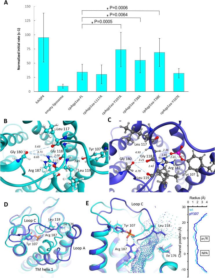 https://cdn.ncbi.nlm.nih.gov/pmc/blobs/b91e/9559756/69f04519051d/LSA-2022-01491_Fig4.jpg