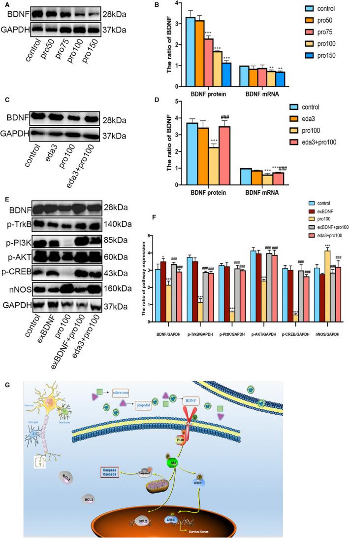 https://cdn.ncbi.nlm.nih.gov/pmc/blobs/b920/8178254/d1d4276dcccc/JCMM-25-4974-g004.jpg