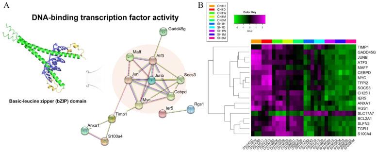 https://cdn.ncbi.nlm.nih.gov/pmc/blobs/b924/9324287/1a7cb8f24ce0/cells-11-02236-g006.jpg